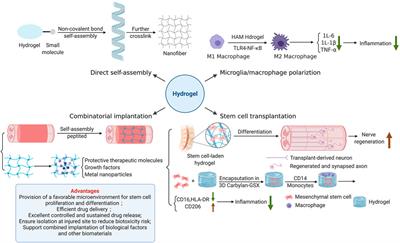 Strategies for Biomaterial-Based Spinal Cord Injury Repair via the TLR4-NF-κB Signaling Pathway